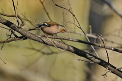 Fringilla coelebs