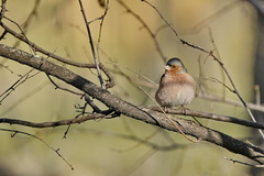Fringilla coelebs
