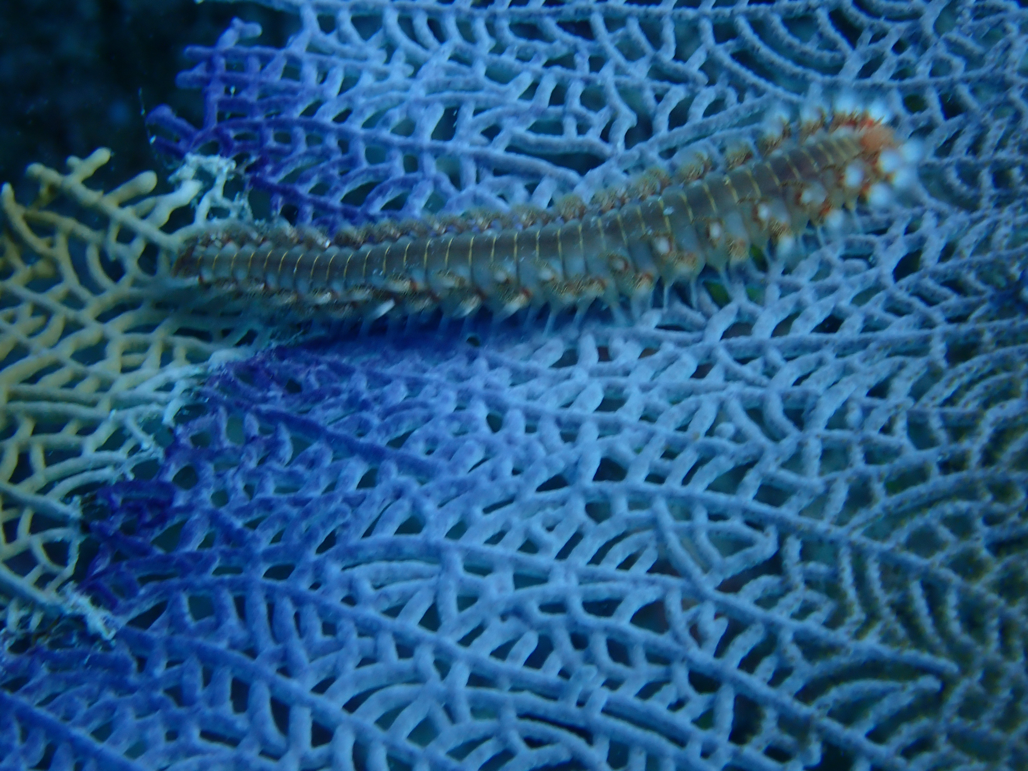 Hermodice carunculata (Pallas, 1766)
