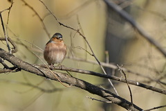 Fringilla coelebs