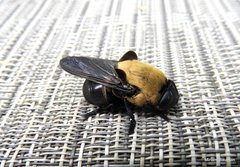 Cuterebra abdominalis