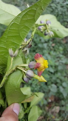Prestonia portobellensis