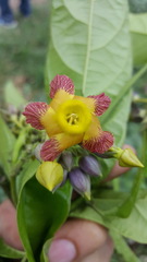 Prestonia portobellensis