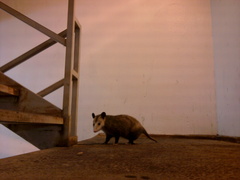 Didelphis virginiana