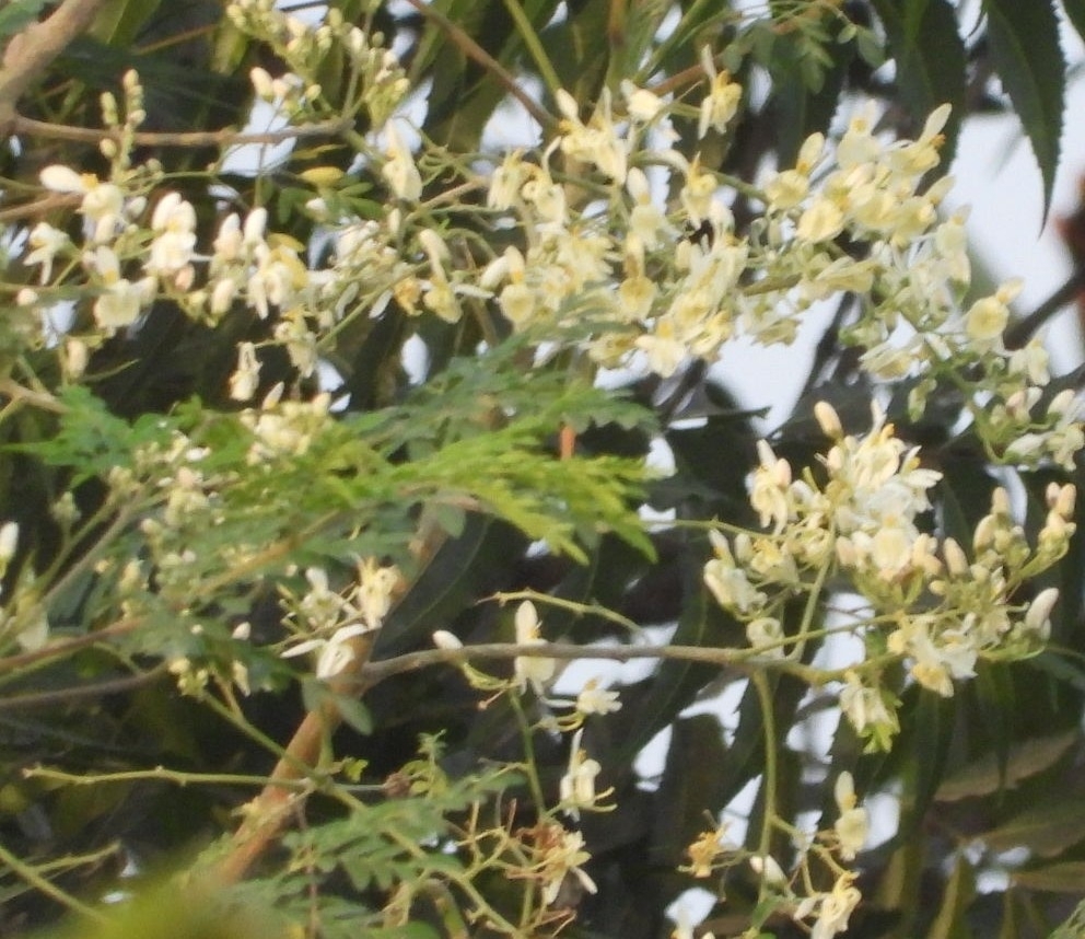 Imagem de Moringa