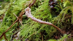 Clavulina castaneipes