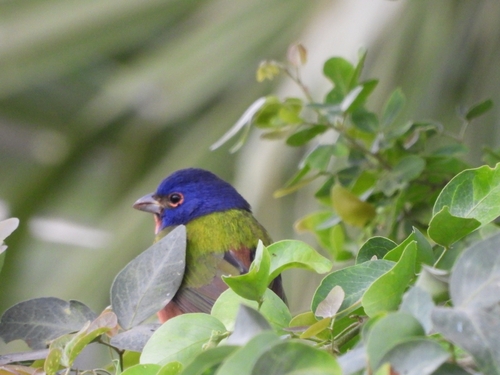 Painted Bunting (Passerina ciris), photo 7