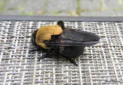 Cuterebra abdominalis