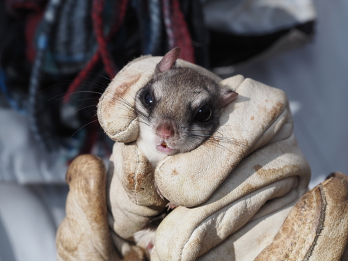Southern Flying Squirrel observed by eutrochium