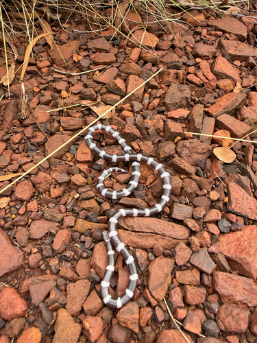 Pilbara Bandy Bandy