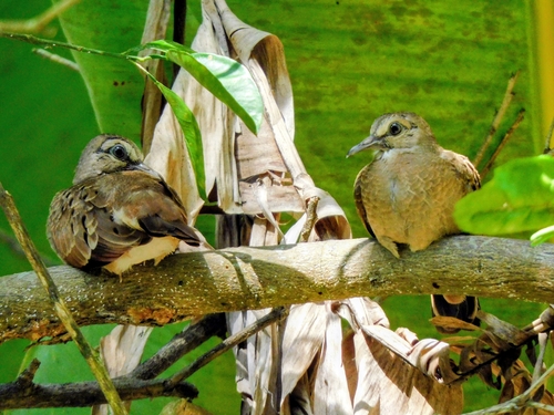 Ruddy Ground Dove (Columbina talpacoti), photo 8