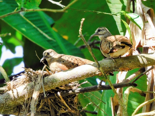 Ruddy Ground Dove (Columbina talpacoti), photo 9