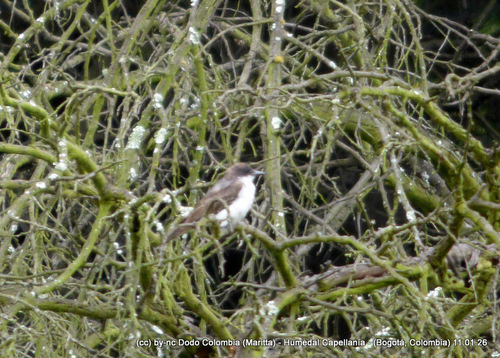 Tirano dorso negro observed by dodo_colombia
