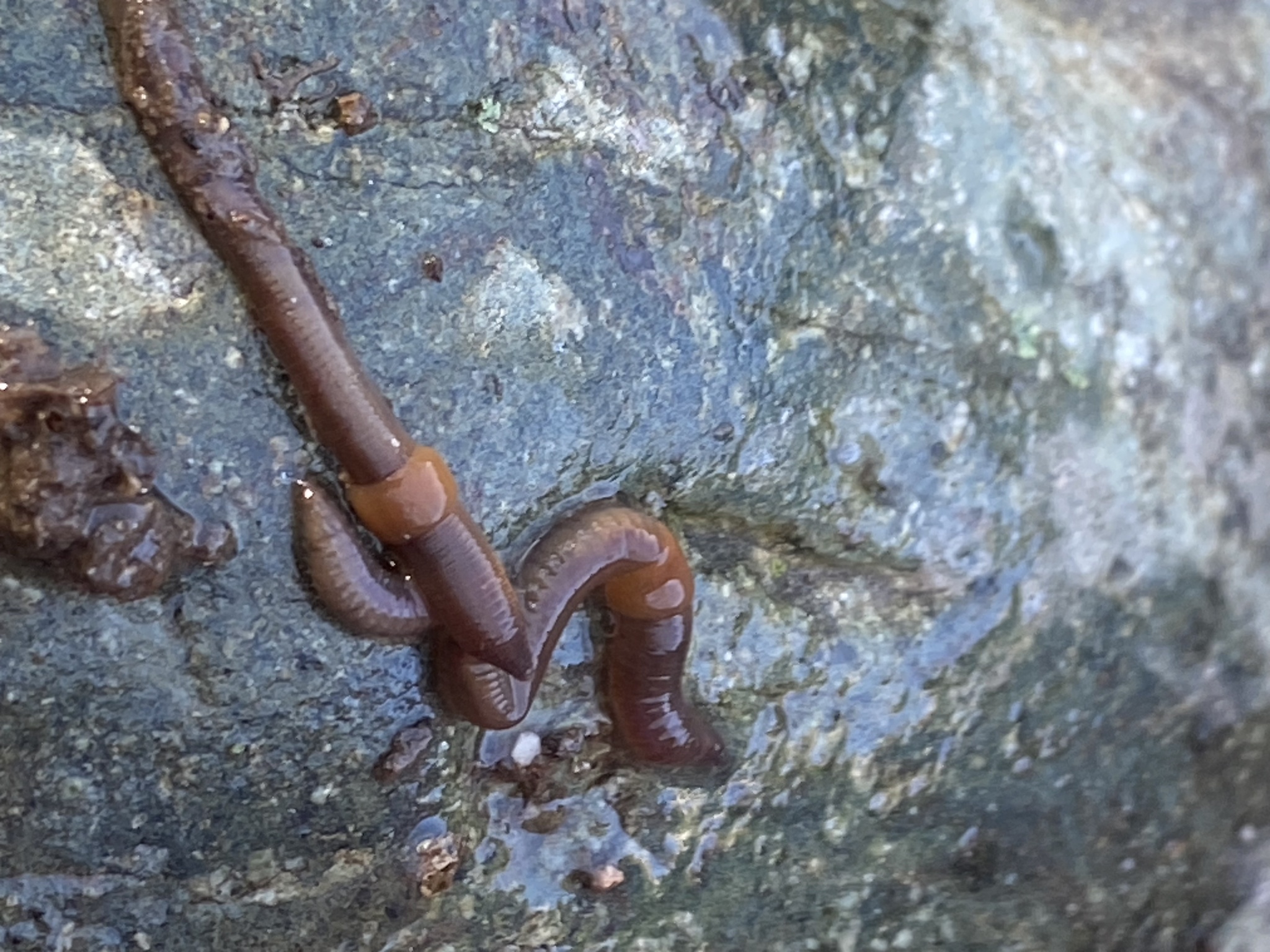 Eiseniella tetraedra (Savigny, 1826)