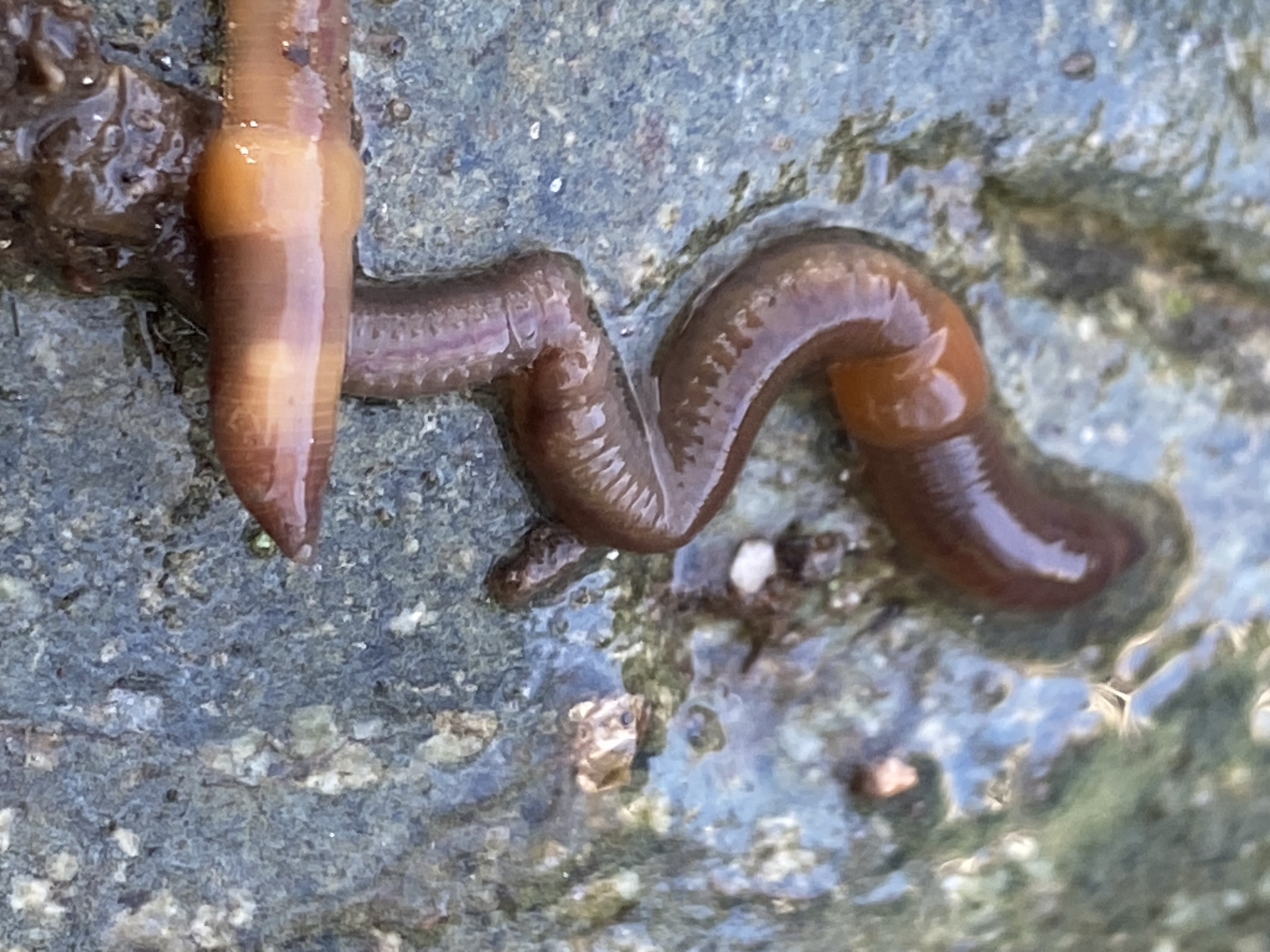 Eiseniella tetraedra (Savigny, 1826)