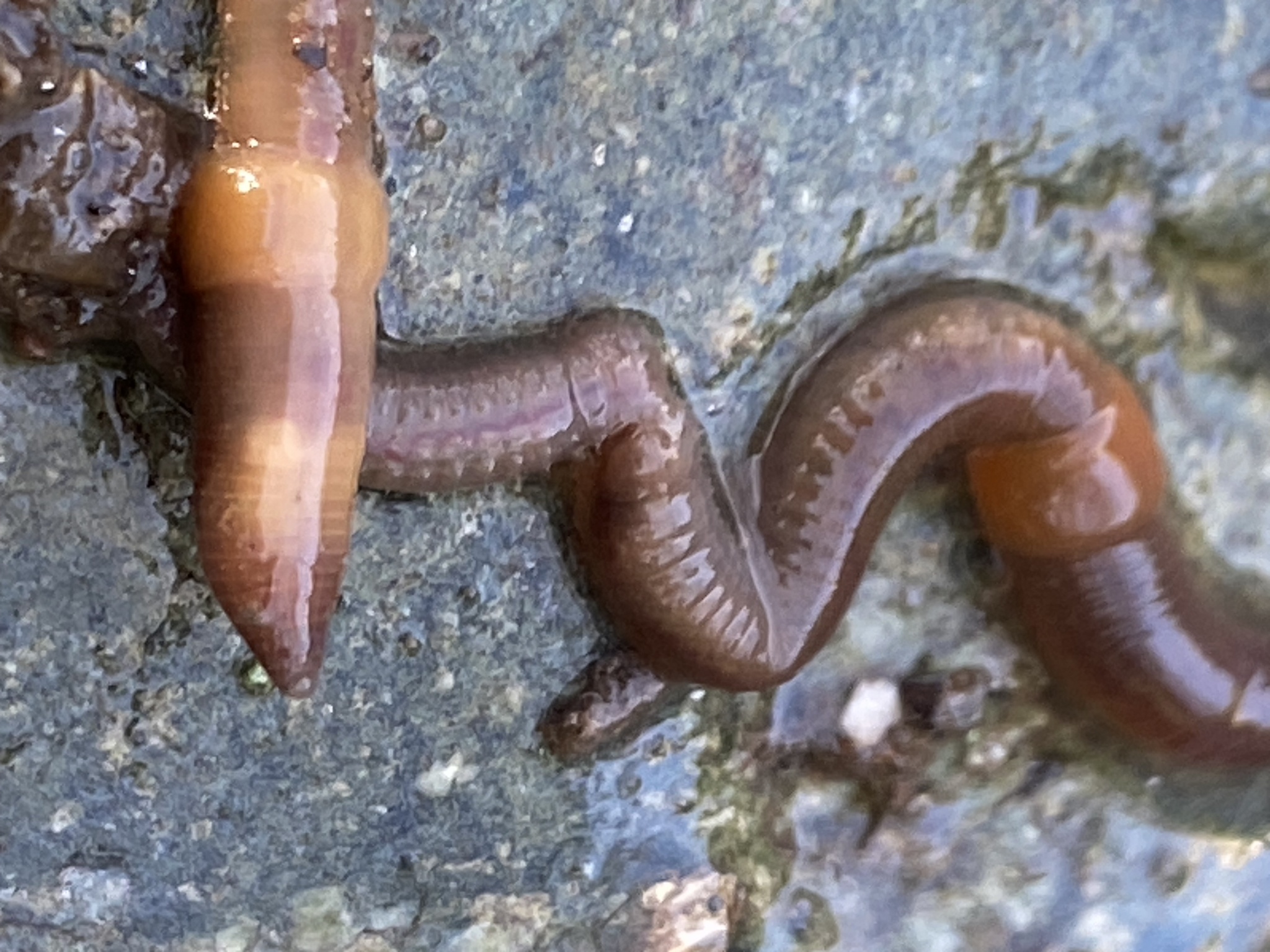 Eiseniella tetraedra (Savigny, 1826)