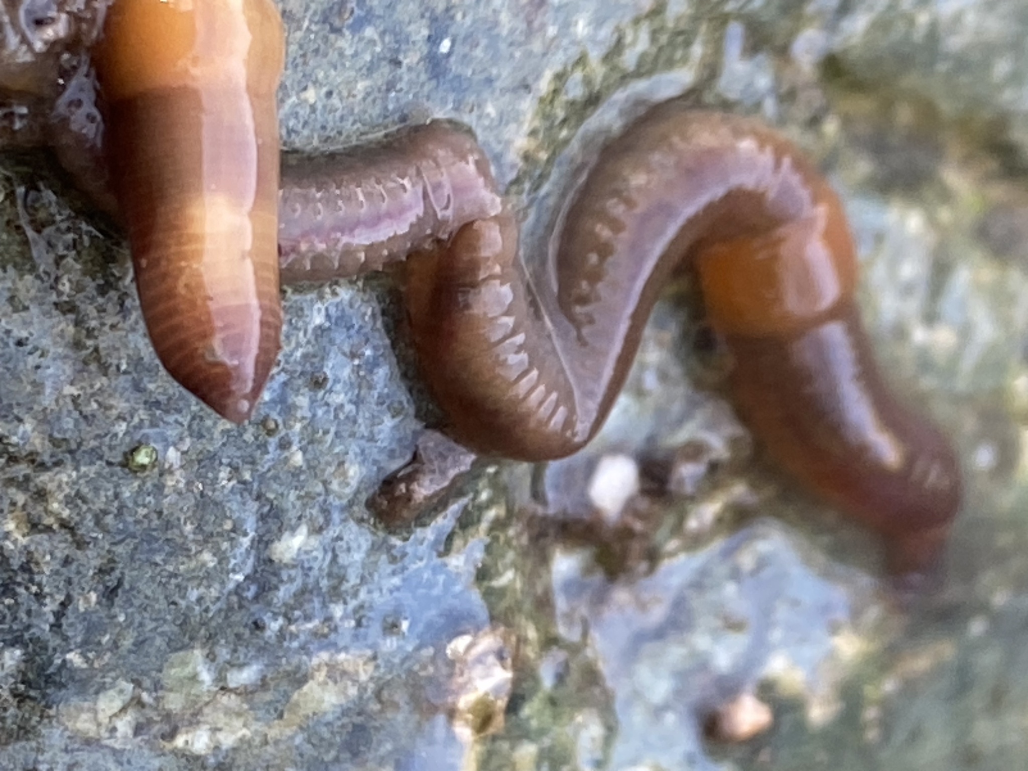 Eiseniella tetraedra (Savigny, 1826)