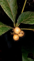 Cordia nodosa