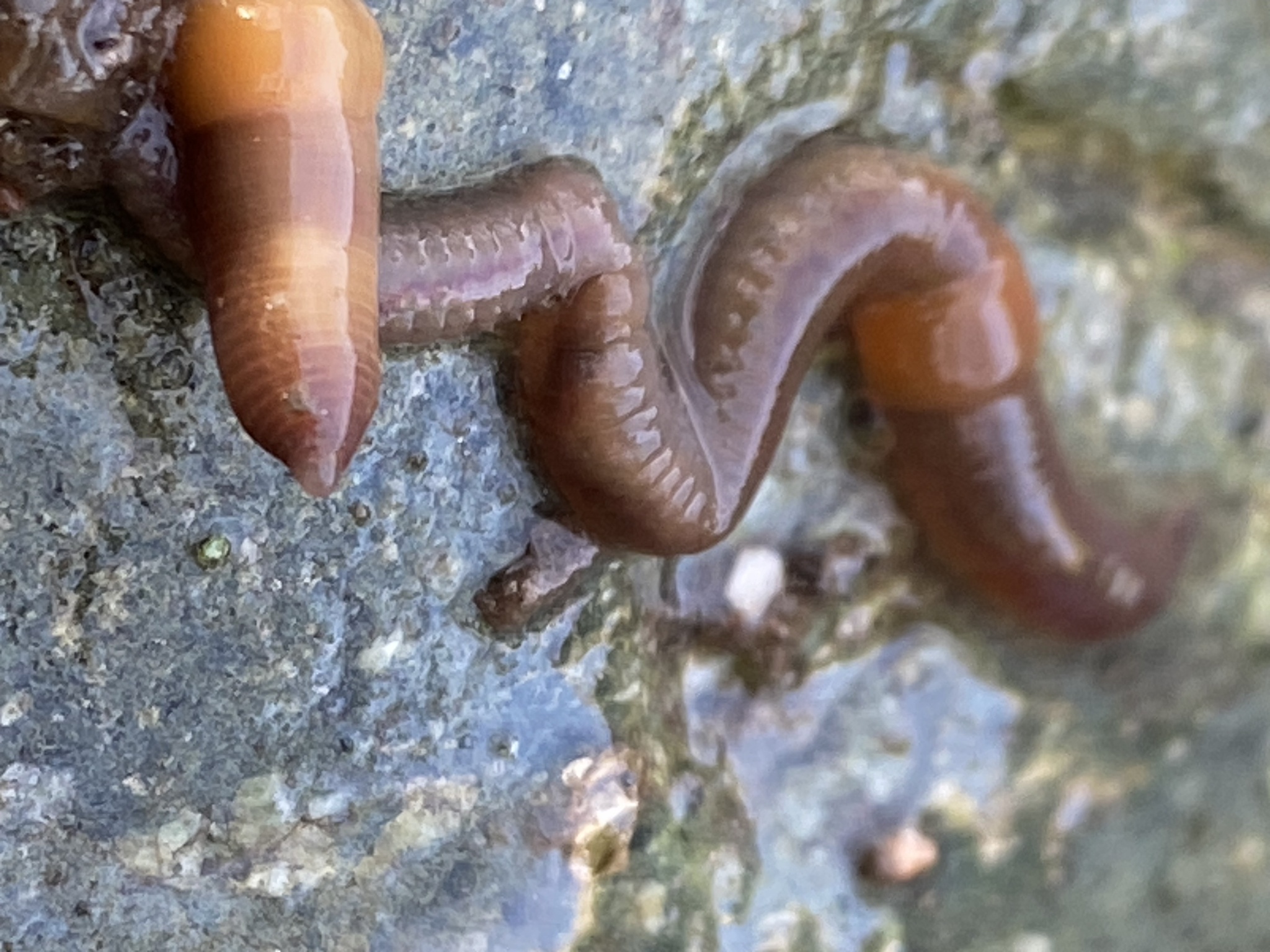 Eiseniella tetraedra (Savigny, 1826)