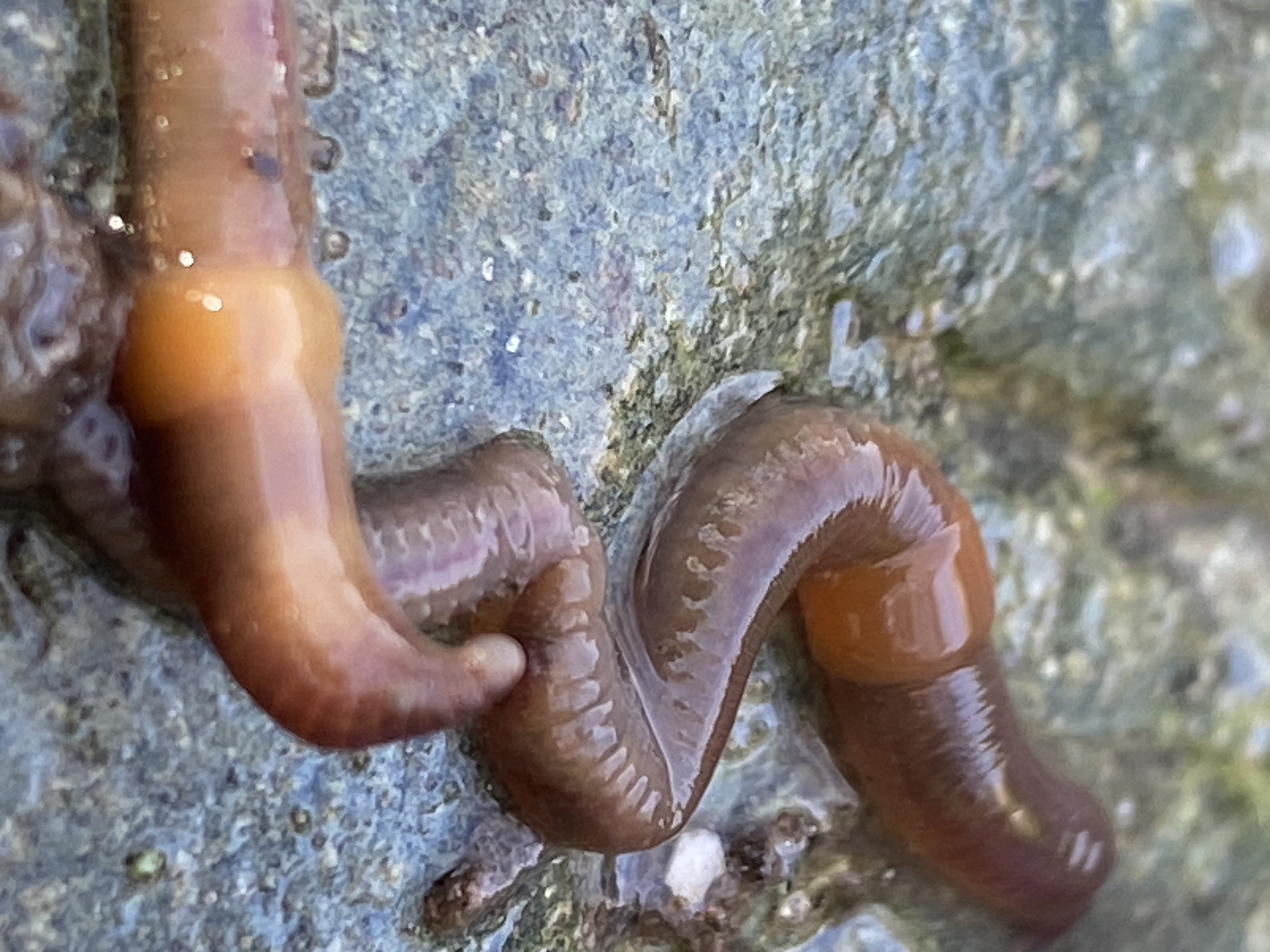 Eiseniella tetraedra (Savigny, 1826)