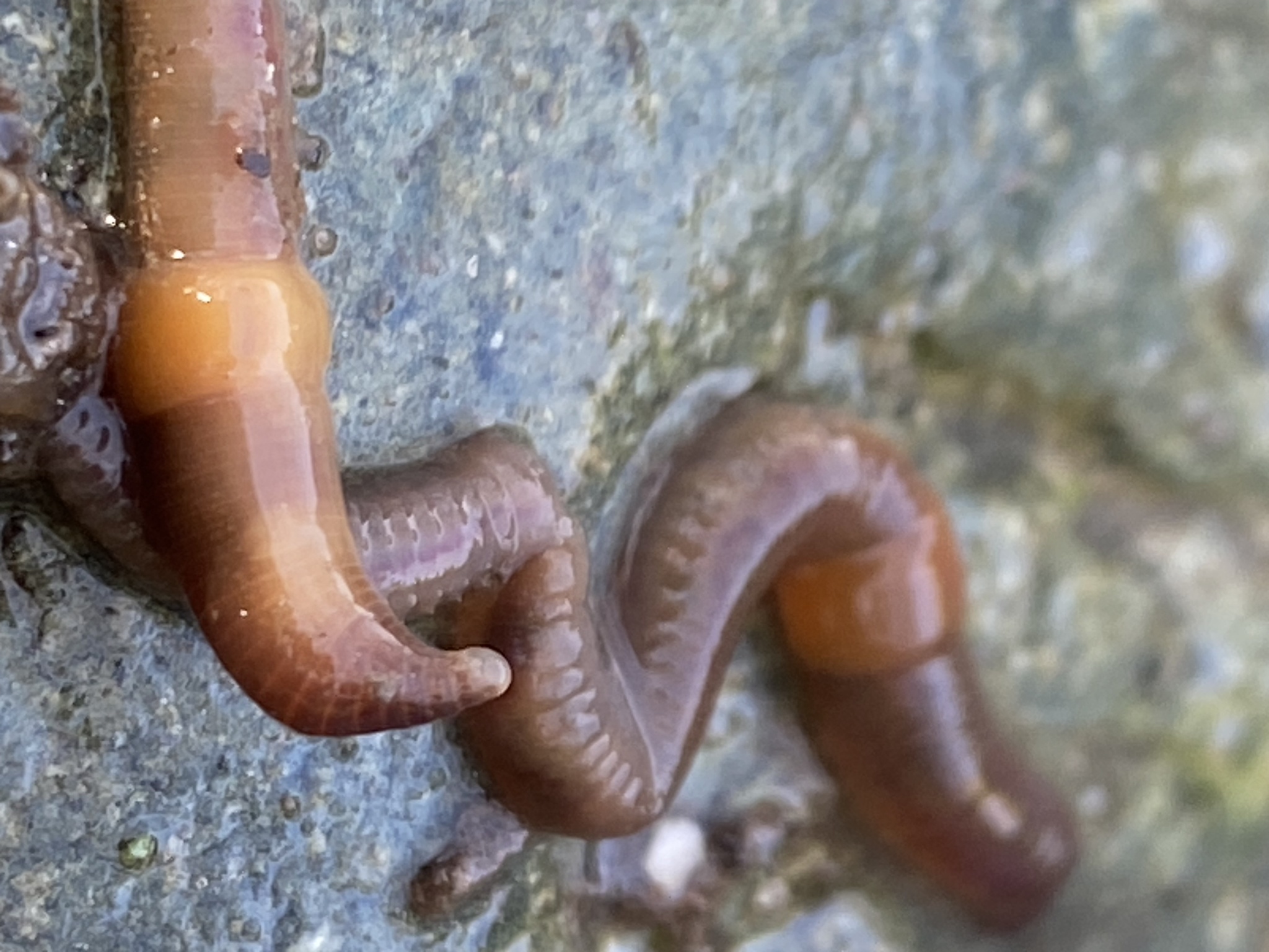 Eiseniella tetraedra (Savigny, 1826)