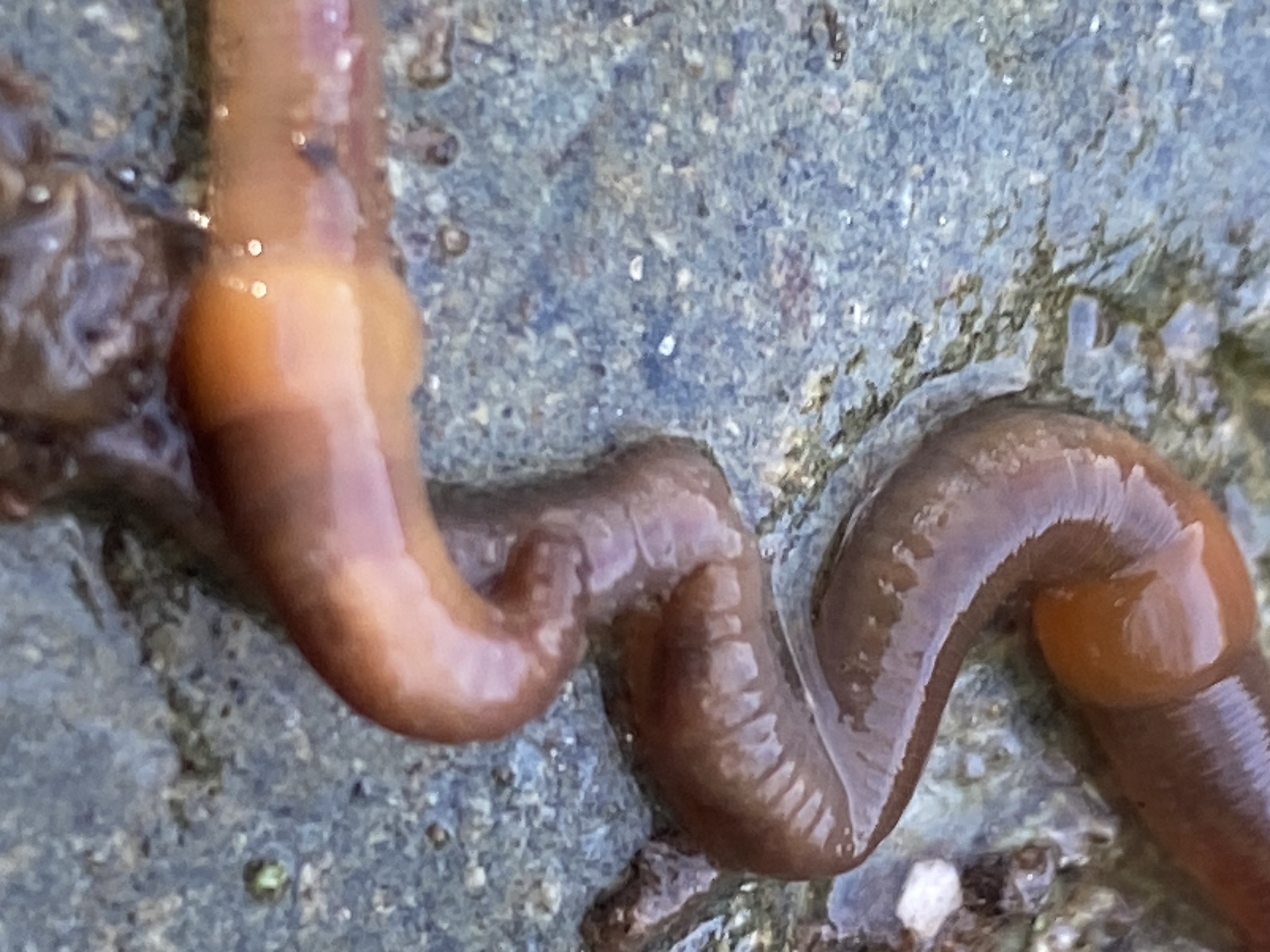 Eiseniella tetraedra (Savigny, 1826)