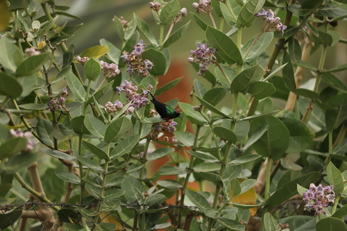 Abyssinian Sunbird (Cinnyris habessinicus), photo 10