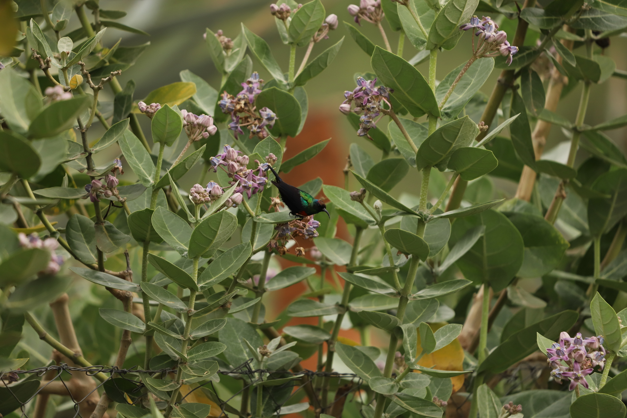 Abyssinian Sunbird (Cinnyris habessinicus), photo 1