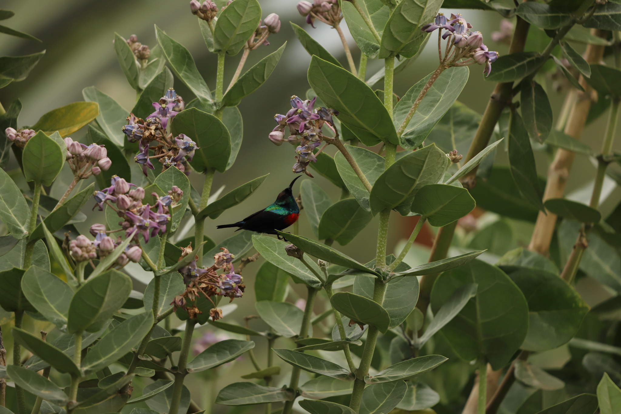 Abyssinian Sunbird (Cinnyris habessinicus), photo 2