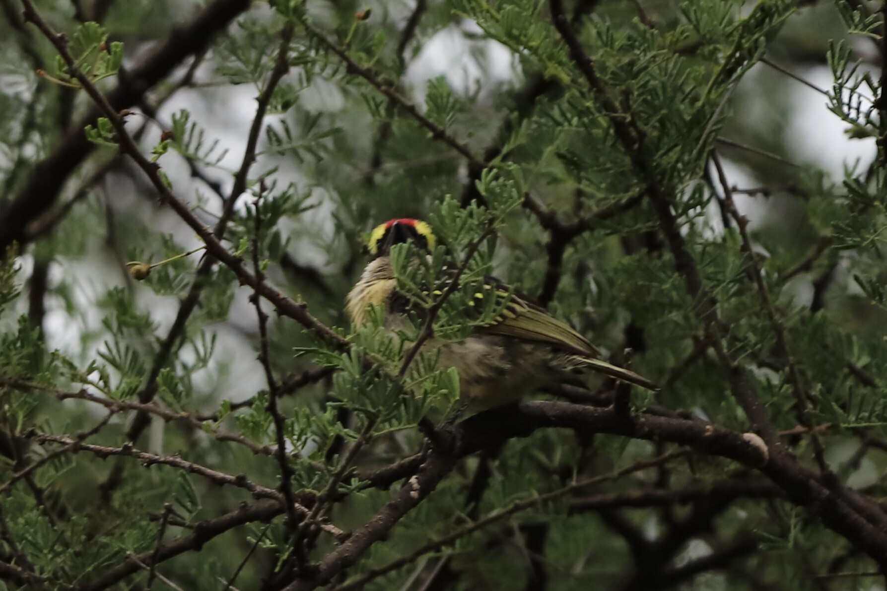Red-fronted Barbet (Tricholaema diademata), photo 5