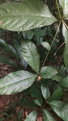 Cordia nodosa