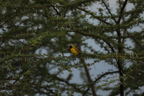Little Weaver (Ploceus luteolus), photo 6