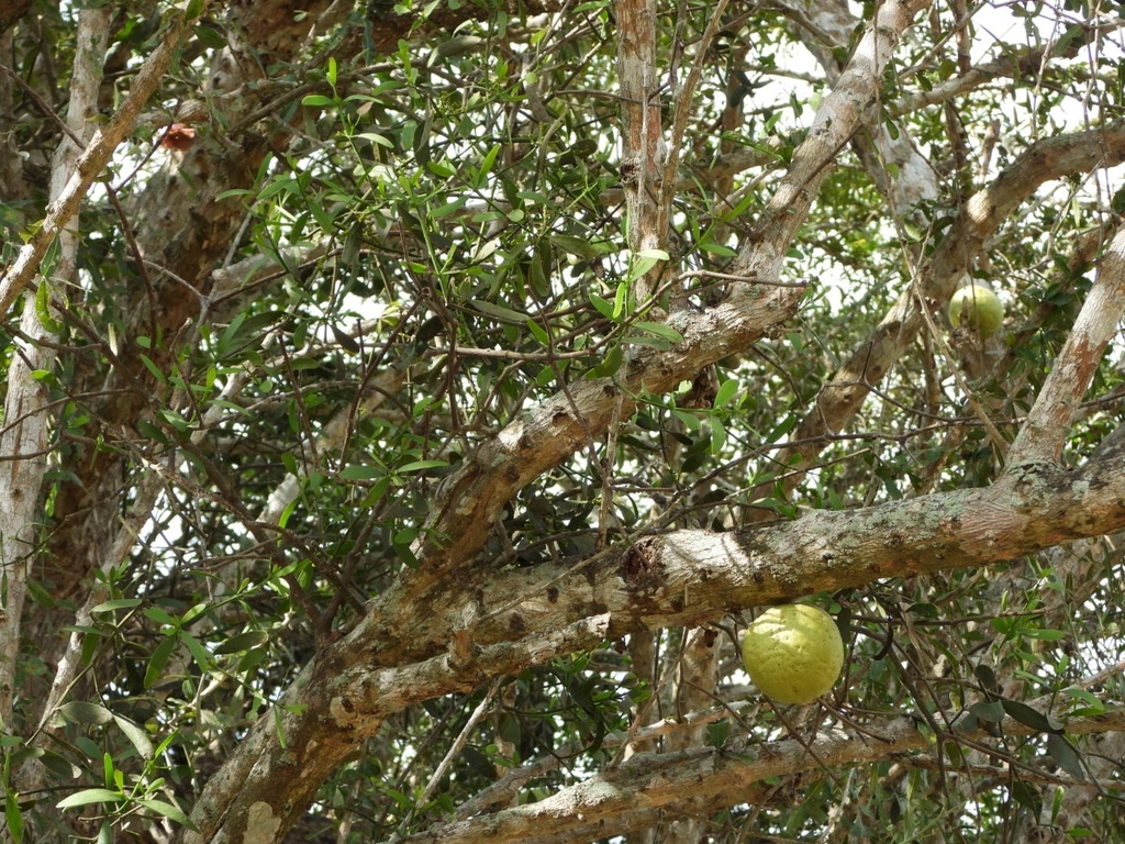 Đào tiên có cánh – Crescentia alata