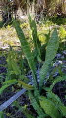 Sansevieria trifasciata
