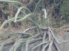 Stenocereus standleyi