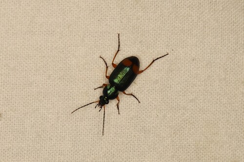 Chlaenius fasciger