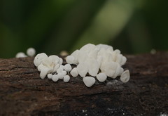 Physalacria australiensis