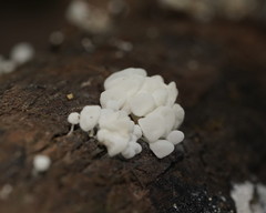 Physalacria australiensis