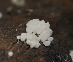 Physalacria australiensis