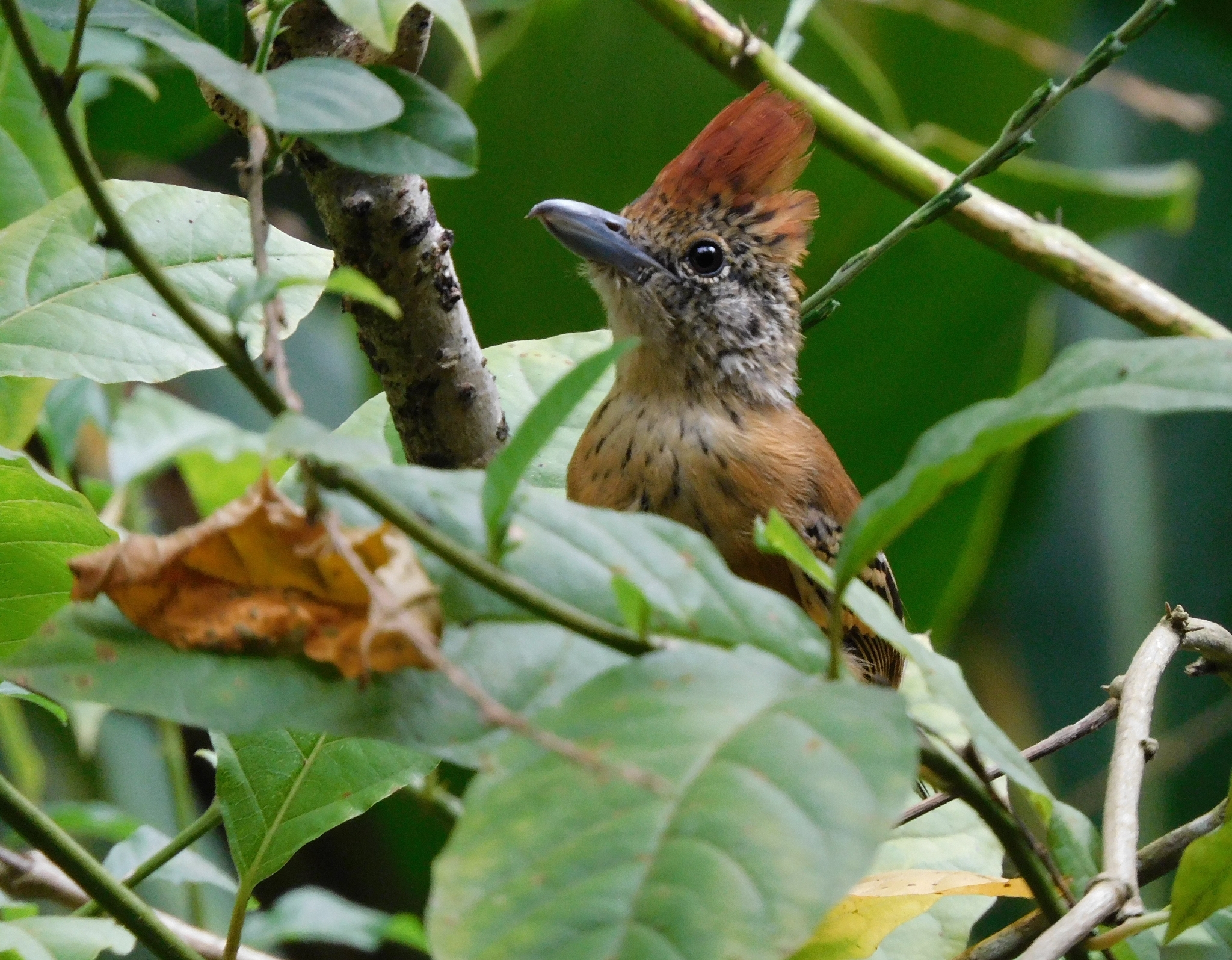 Black-crested Antshrike (Sakesphorus canadensis), photo 2