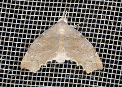 Apatelodidae