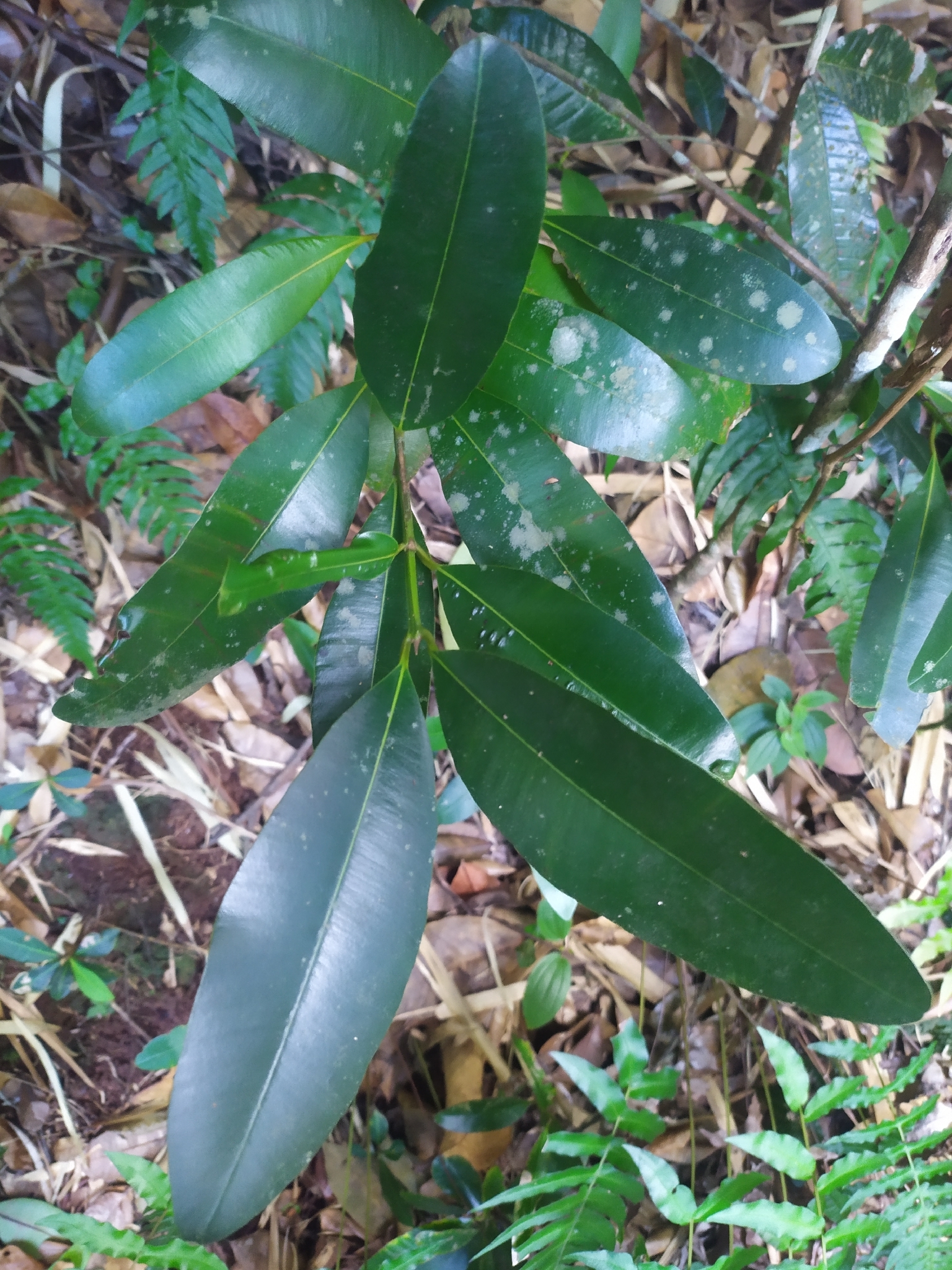 Imagem de Guanandi
