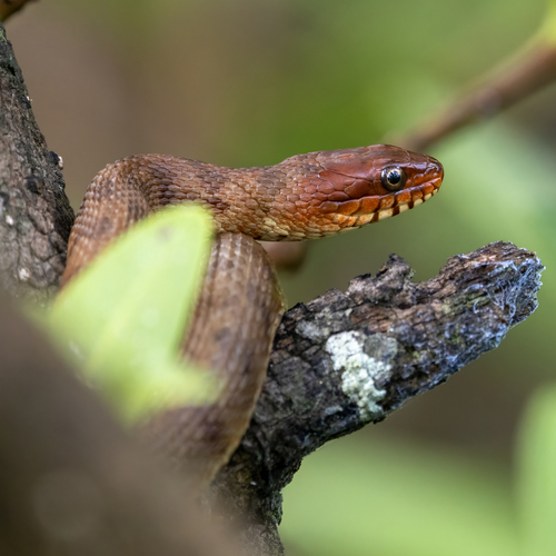 Saltmarsh Snake