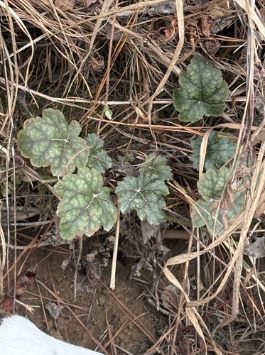 Heuchera caroliniana, photograph 2