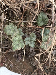 author not stated, no rights reserved Heuchera caroliniana, photograph author not stated, no rights reserved