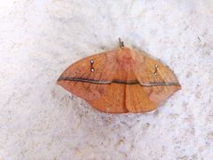 Lonomia achelous