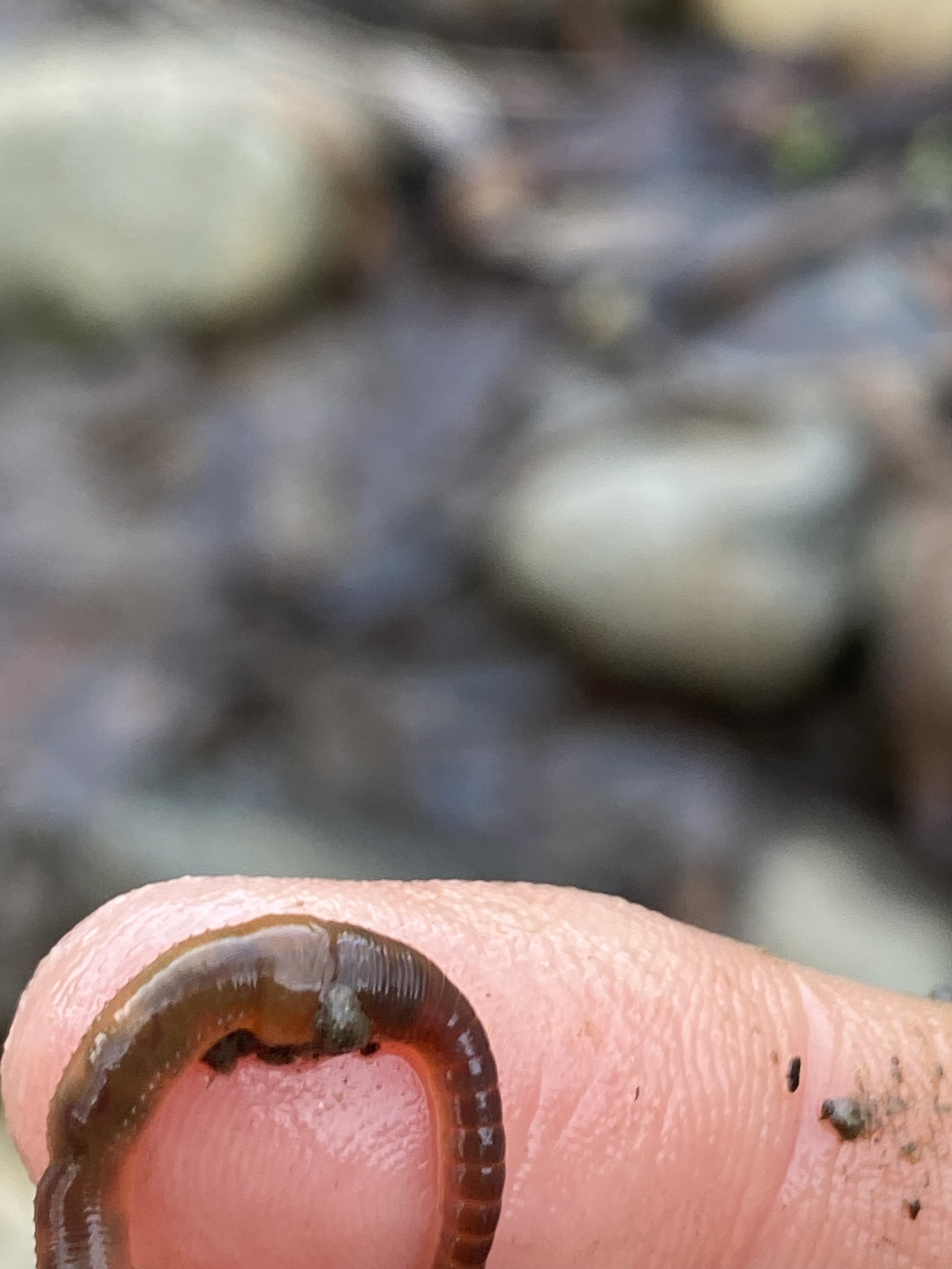 Eiseniella tetraedra (Savigny, 1826)