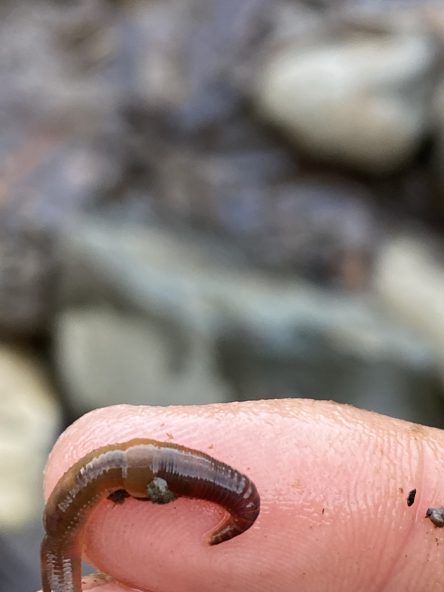 Eiseniella tetraedra (Savigny, 1826)