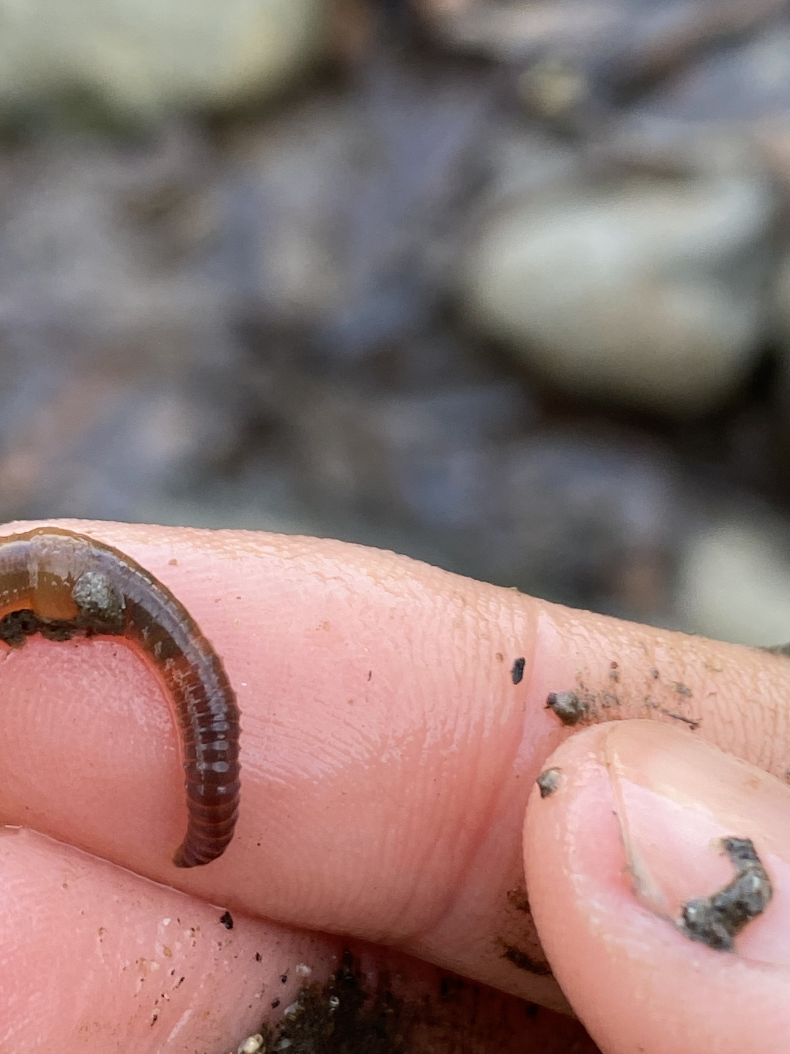 Eiseniella tetraedra (Savigny, 1826)
