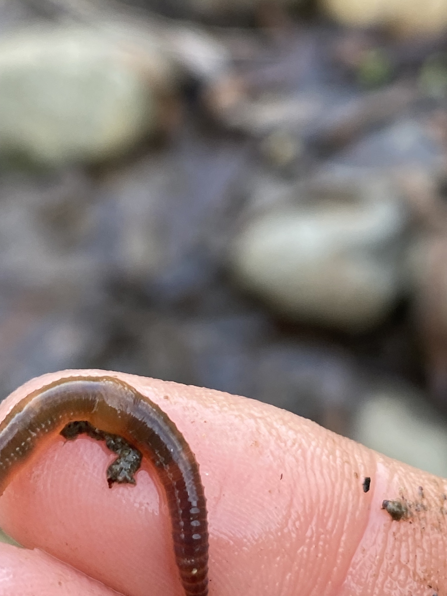Eiseniella tetraedra (Savigny, 1826)